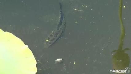 魚飼料小龍蝦吃嗎：小龍蝦可以吃魚飼料嗎 魚飼料小龍蝦吃嗎：小龍蝦可以吃魚飼料嗎 龍魚百科 第1張