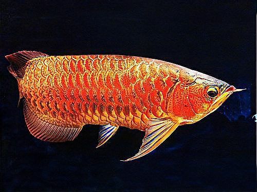 紅龍魚和過背金龍魚哪個更兇