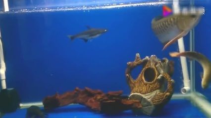 金龍魚和鯊魚能一起養嗎:金龍魚和鯊魚是否能一起養取決于具體品種和飼養條件 龍魚百科 第2張 金龍魚和鯊魚能一起養嗎:金龍魚和鯊魚是否能一起養取決于具體品種和飼養條件 金龍魚和鯊魚能一起養嗎:金龍魚和鯊魚是否能一起養取決于具體品種和飼養條件 龍魚百科 第2張