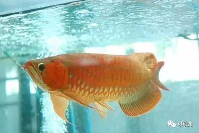 紅龍魚自然光照模擬方法：模擬自然光照條件飼養紅龍魚