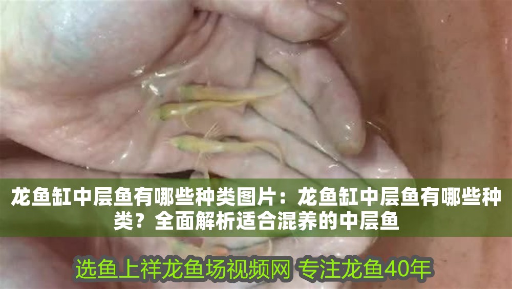 龍魚缸中層魚有哪些種類圖片：龍魚缸中層魚有哪些種類？全面解析適合混養的中層魚