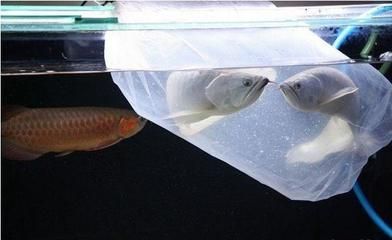 養龍魚的缸有什么要求嘛：養龍魚的缸需要滿足一定尺寸、水質、溫度和飼養密度等方面