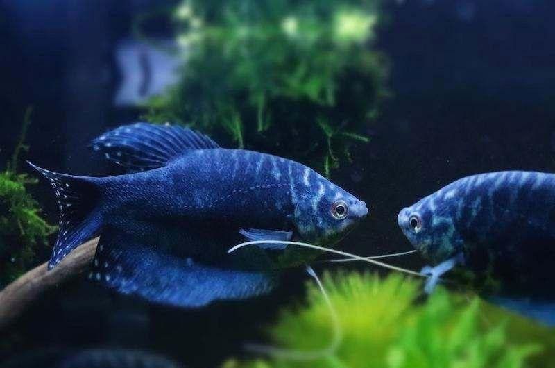 藍曼龍魚顏色變深怎么回事