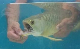 龍魚快死的癥狀有哪些：龍魚出現(xiàn)以下癥狀時(shí)可能是身體出現(xiàn)問題，可能是身體出現(xiàn)問題