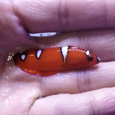 白點紅龍海水魚：白點紅龍海水魚是一種生活在海洋中的生活在海洋中的一種生活