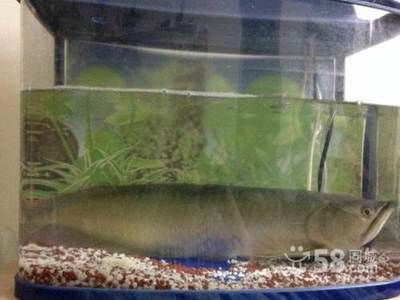 50厘米的銀龍魚賣多少錢一條（50厘米的銀龍魚價格150~250元之間）