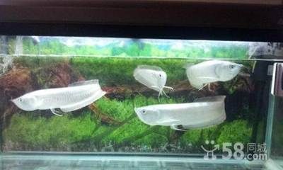 50厘米的銀龍魚賣多少錢一條（50厘米的銀龍魚價格150~250元之間）