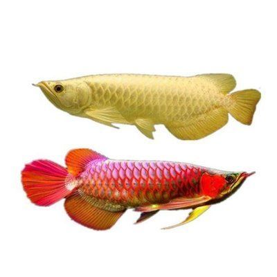 龍魚麻藥過量會導致死亡嗎：龍魚麻藥過量會怎么樣？后果與預防措施