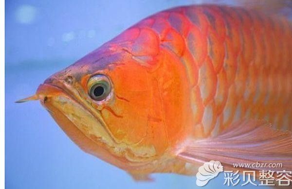 龍魚輕微掉眼能恢復嗎圖片大全