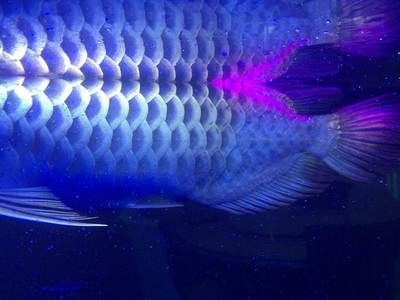 龍魚鱗片問題：常見的龍魚鱗片問題及其可能的解決方法