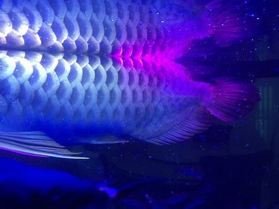 龍魚鱗片問題：常見的龍魚鱗片問題及其可能的解決方法