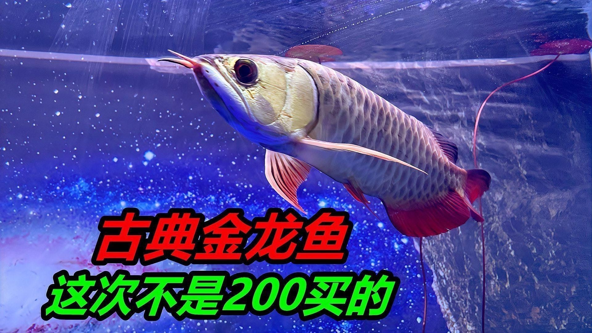 紅龍魚和金龍魚哪個更難養？