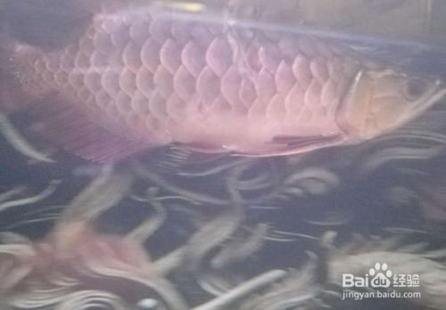 龍魚跳缸死了是兇是吉嗎：龍魚跳缸且死亡在傳統觀念中通常被視為一種不吉利的預兆