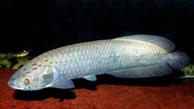 龍魚是否吃蝎子（龍魚可以吃蝎子嗎）
