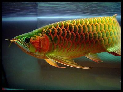 龍魚是否吃蝎子（龍魚可以吃蝎子嗎）
