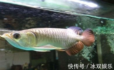 金龍魚20cm有多大年齡的：20厘米的金龍魚可能年齡在2-3歲之間