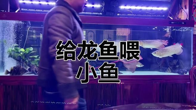 龍魚喂什么活魚好 龍魚喂什么活魚好 龍魚百科 第1張