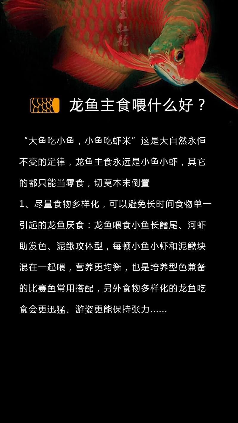 龍魚喂什么活魚好 龍魚喂什么活魚好 龍魚百科 第7張