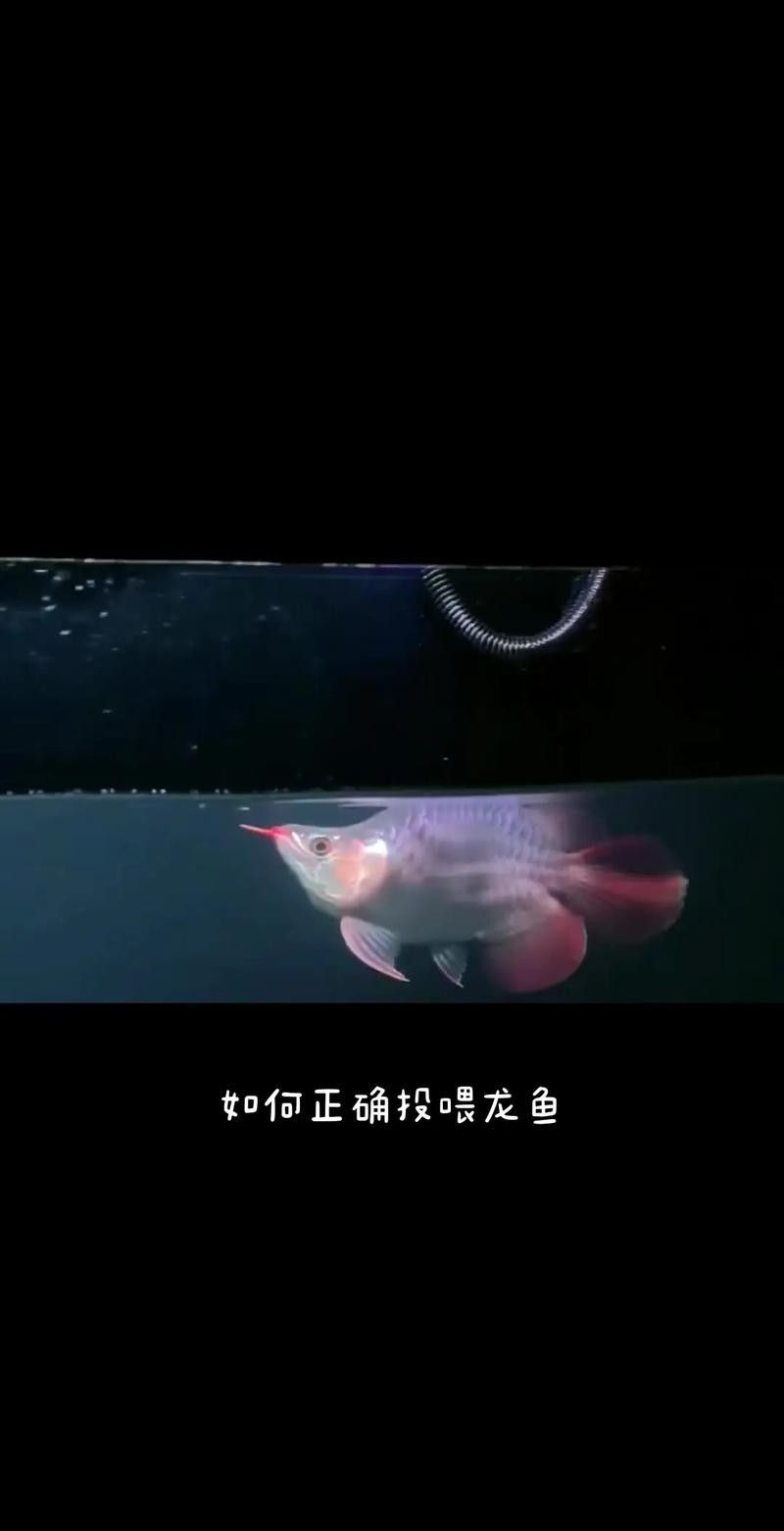 龍魚喂什么活魚好 龍魚喂什么活魚好 龍魚百科 第5張