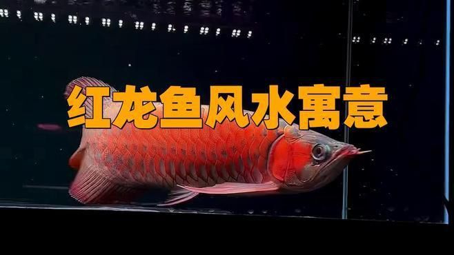 龍魚在風水學中還有哪些象征意義？