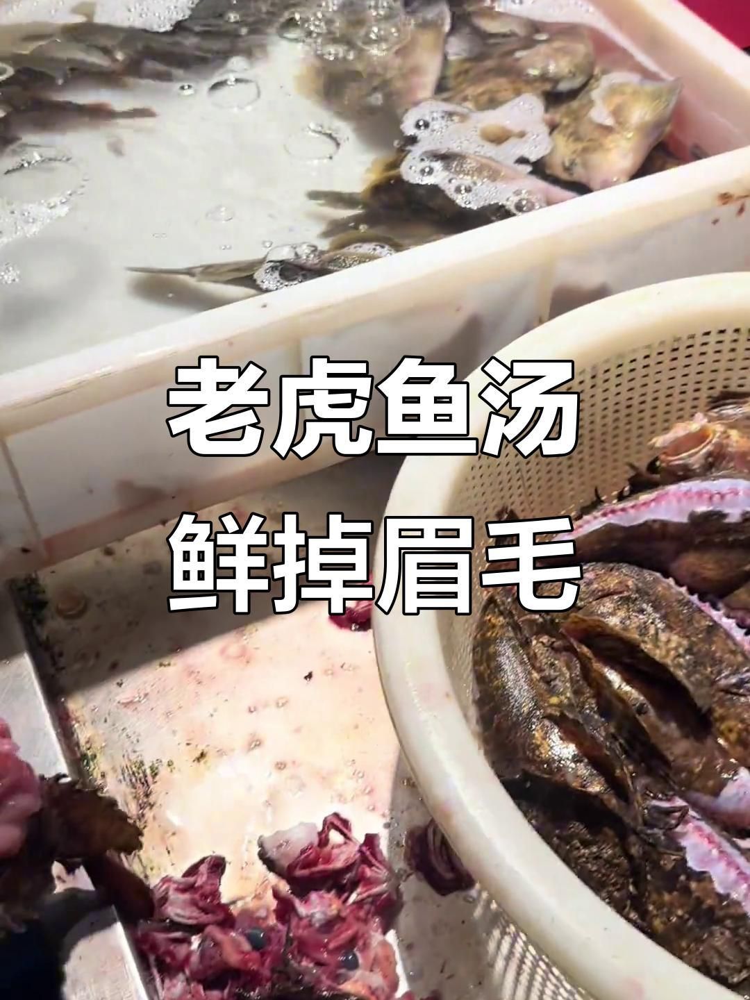 老虎魚視頻大全最火版本 老虎魚視頻大全最火版本 龍魚百科 第2張
