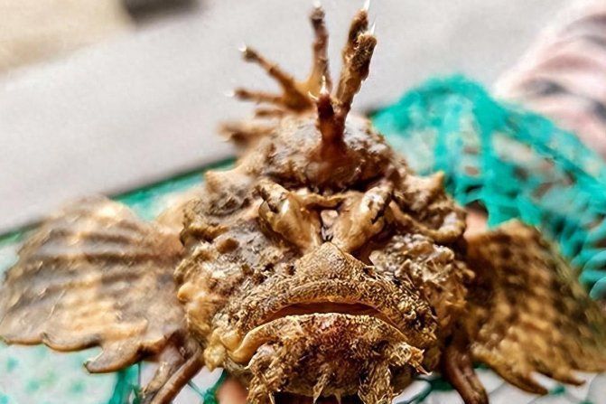 老虎魚視頻大全最火版本 老虎魚視頻大全最火版本 龍魚百科 第4張