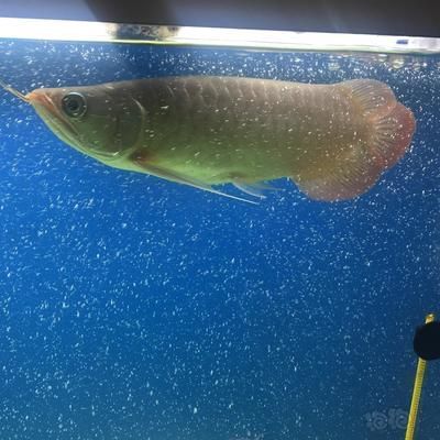 二手龍魚缸多少錢一個：二手龍魚缸多少錢一個一個二手龍魚缸多少錢一個