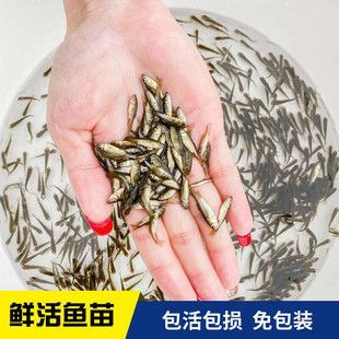 龍魚和草魚一起養嗎：龍魚和草魚可以一起養嗎，龍魚和草魚一起養取決于多種因素