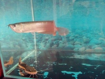 龍魚為什么會側身游動起來：龍魚側身游動可能是由于多種原因引起的，可能是多種原因引起的