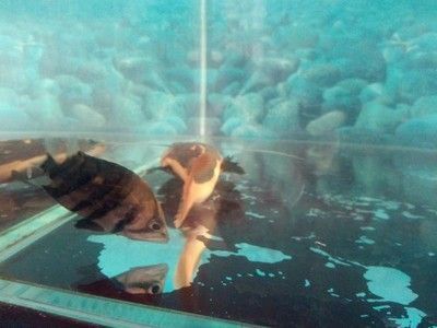 龍魚為什么會側身游動起來：龍魚側身游動可能是由于多種原因引起的，可能是多種原因引起的