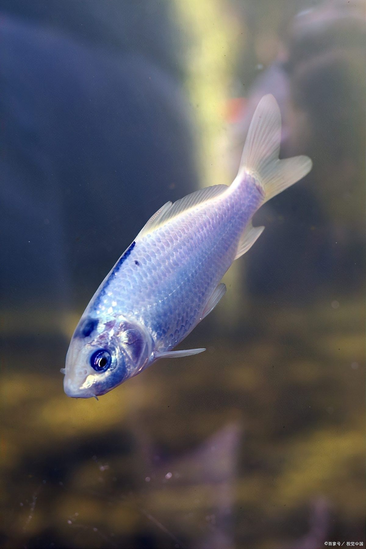 銀龍魚(yú)溫度多少最佳