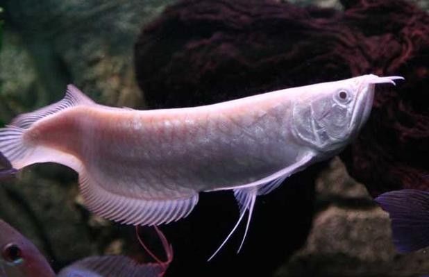 銀龍魚(yú)溫度多少最佳