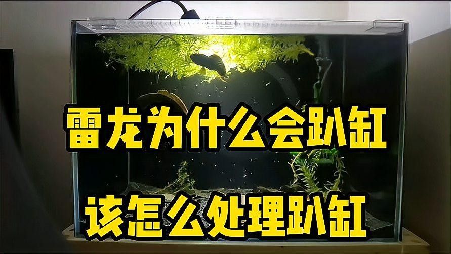 雷龍魚趴缸好幾天了