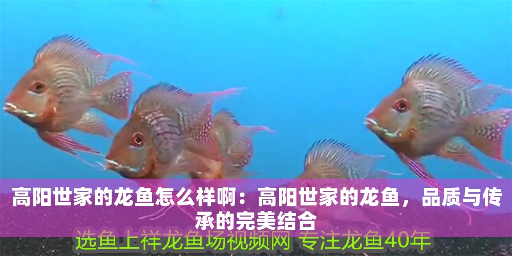 高陽世家的龍魚怎么樣啊：高陽世家的龍魚，品質與傳承的完美結合