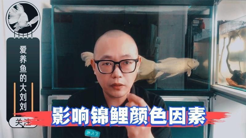 錦鯉緋寫怎么有紅有黃