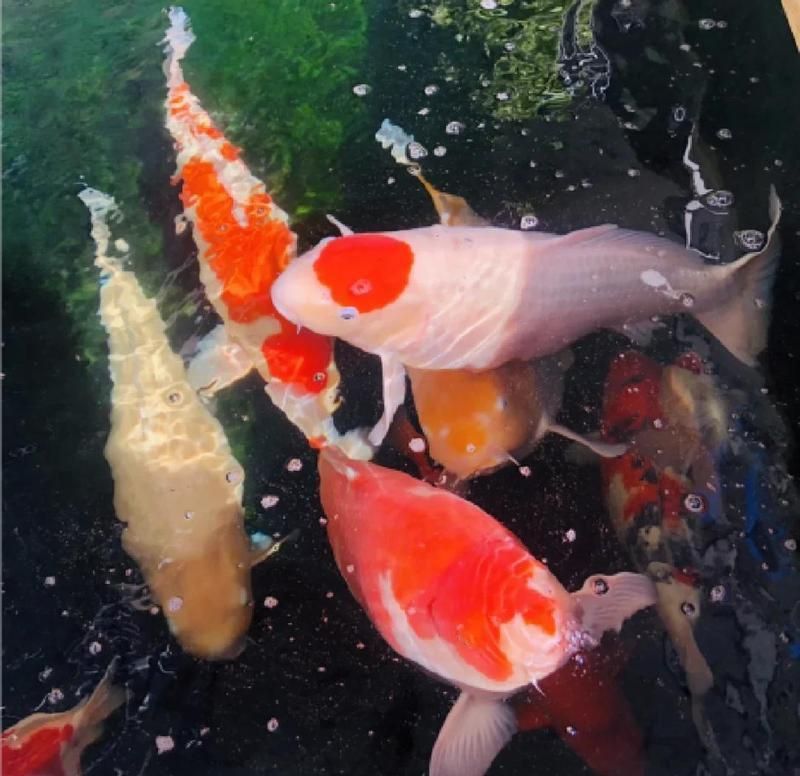 錦鯉緋寫怎么有紅有黃