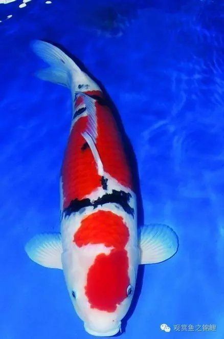 錦鯉緋寫怎么有紅有黃