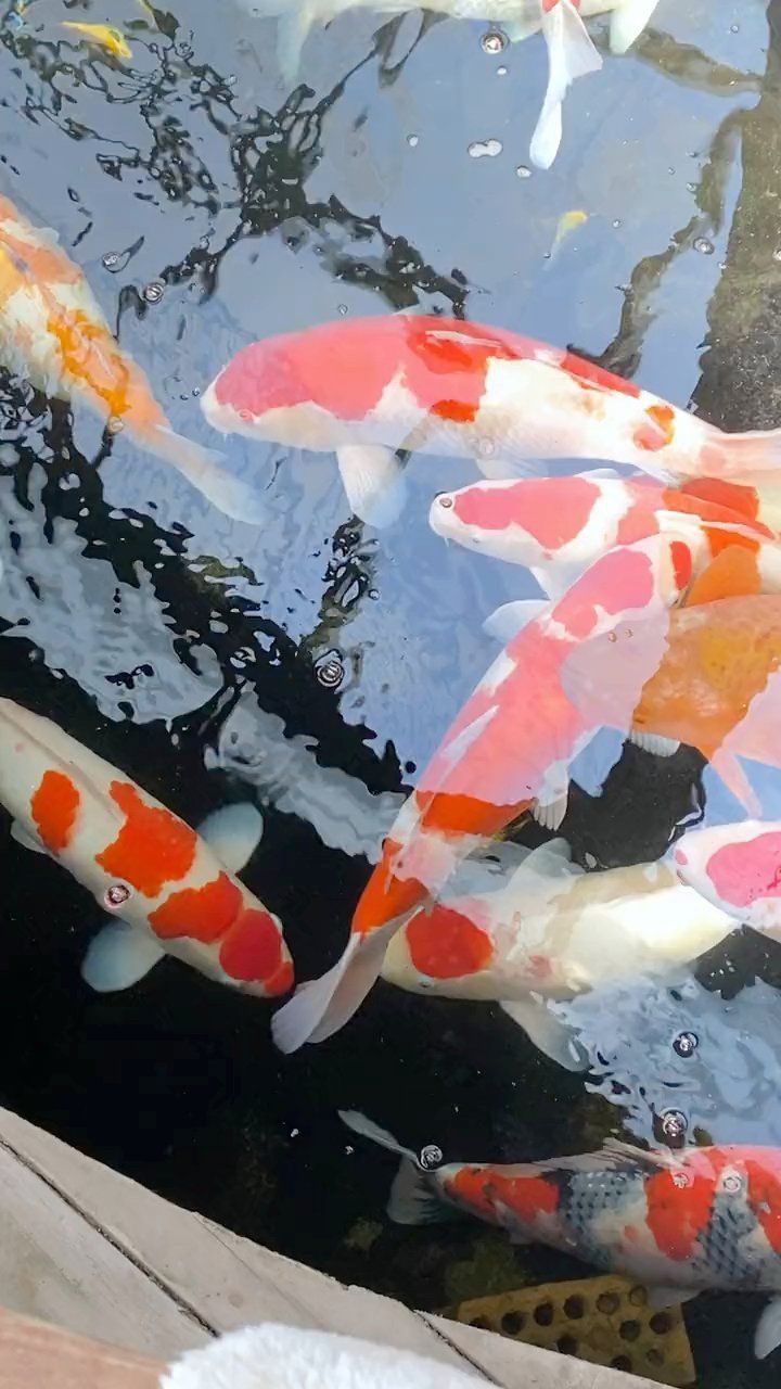 錦鯉緋寫怎么有紅有黃