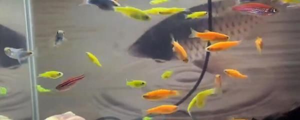 龍魚虎魚混養用什么底色最好看：如何選擇觀賞魚底色