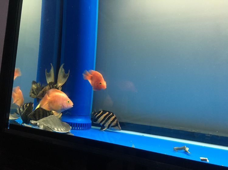 龍魚虎魚混養用什么底色最好看：如何選擇觀賞魚底色