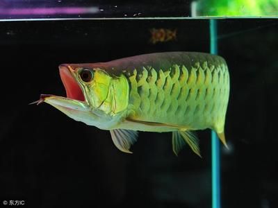 龍魚50公分要多久產卵一次：龍魚50公分多久產卵一次