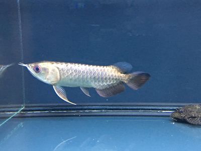 黑背景下的藍底過背金龍魚：藍底過背金龍魚是什么意思