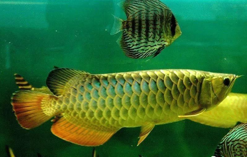 紅龍魚體型生長期：紅龍魚體型生長期主要集中在成年后 紅龍魚體型生長期：紅龍魚體型生長期主要集中在成年后 龍魚百科 第1張