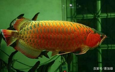 龍魚能養(yǎng)幾年壽命嗎：龍魚的壽命在6-7年左右，能養(yǎng)幾年壽命嗎