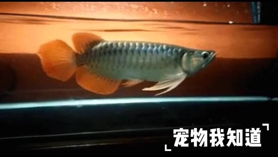 小紅龍發(fā)色