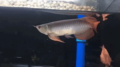 小紅龍發(fā)色