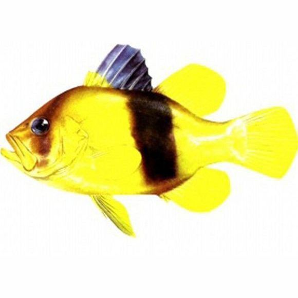 鱸魚放魚缸養要求