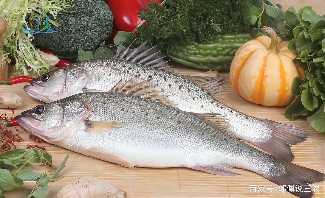 鱸魚放魚缸養要求