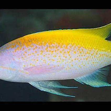 鱸魚放魚缸養要求
