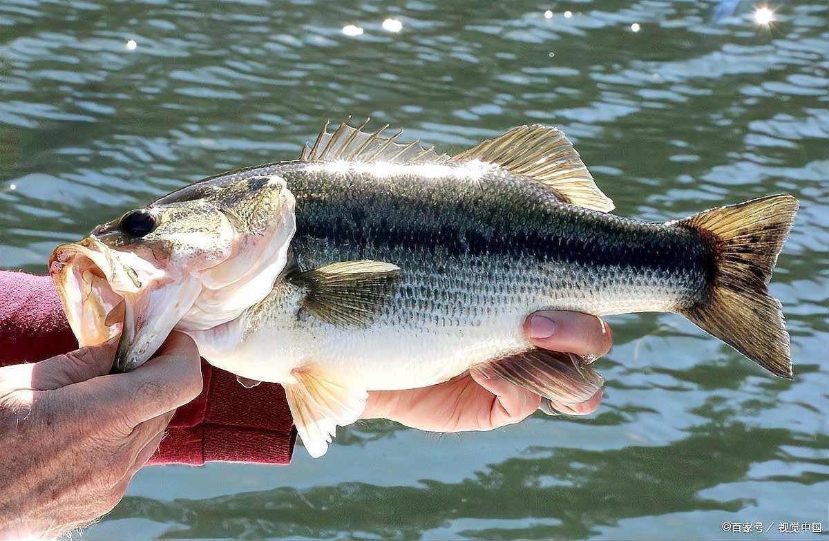 鱸魚放魚缸養要求